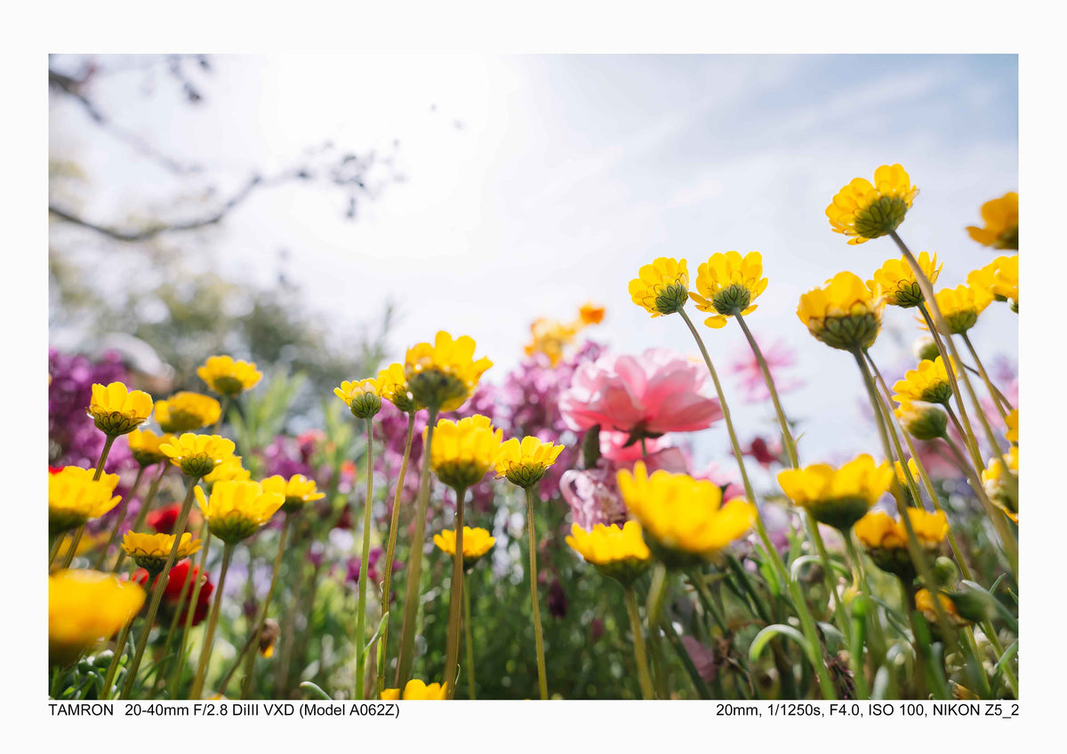 タムロン 20-40mm F2.8 Di III VXD (ニコンZマウント) Model A062Z